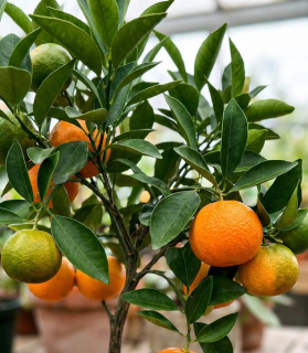 Citrus unshiu 'Margarita Nippon'